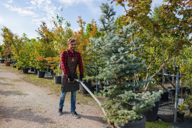 Best Commercial Tree Services  in Dash Point, WA